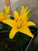 [5001 TinyBee No02.JPG]